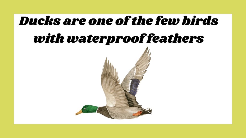 Ducks are one of the few birds with waterproof feathers