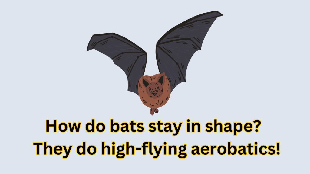 How do bats stay in shape? 
 They do high-flying aerobatics!