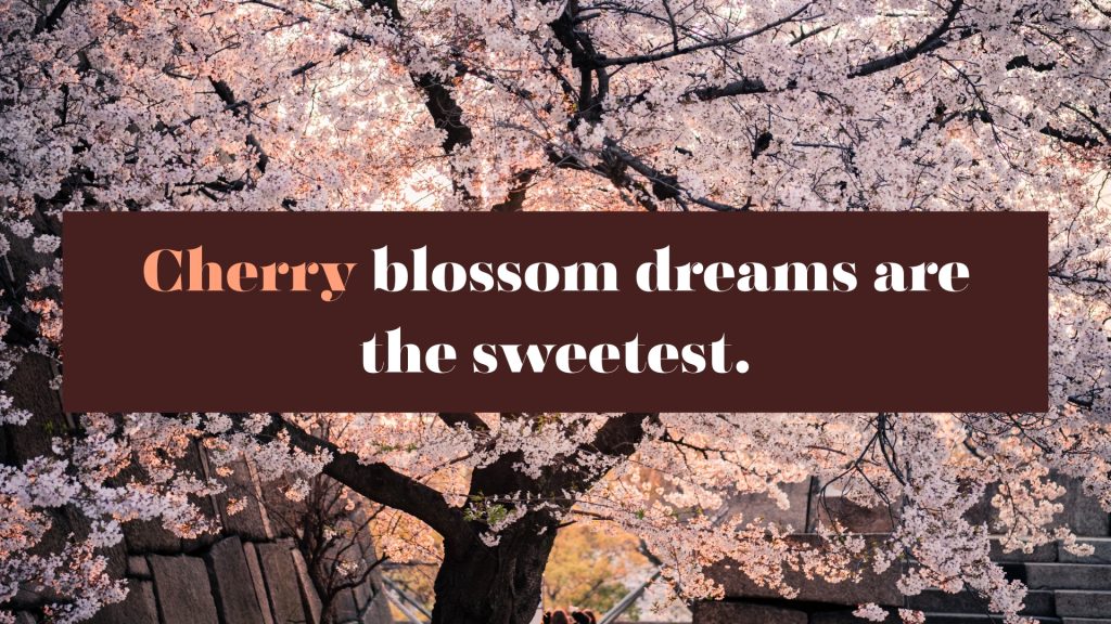 Cherry blossom dreams are the sweetest.